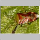 Elasmostethus interstinctus - Bunte Blattwanze 02.jpg